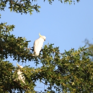 Cacatua galerita at West Belconnen Pond - 2 Mar 2024