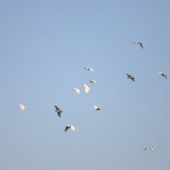 Cacatua galerita at West Belconnen Pond - 2 Mar 2024