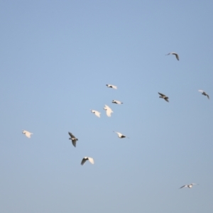 Cacatua galerita at West Belconnen Pond - 2 Mar 2024