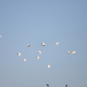 Cacatua galerita at West Belconnen Pond - 2 Mar 2024