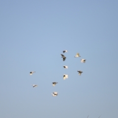 Cacatua galerita at West Belconnen Pond - 2 Mar 2024