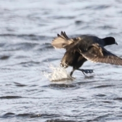 Fulica atra (Eurasian Coot) at West Belconnen Pond - 2 Mar 2024 by JimL