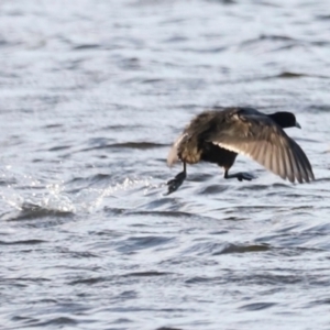 Fulica atra at West Belconnen Pond - 2 Mar 2024