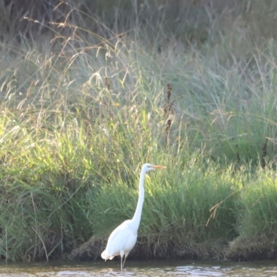 Ardea alba (Great Egret) at West Belconnen Pond - 2 Mar 2024 by JimL
