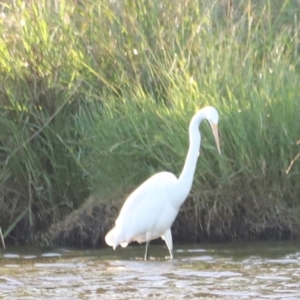 Ardea alba at West Belconnen Pond - 2 Mar 2024 06:38 PM