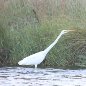 Ardea alba at West Belconnen Pond - 2 Mar 2024 06:38 PM