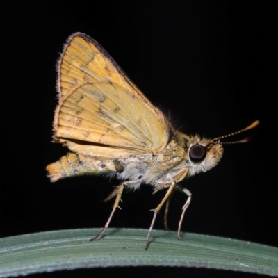 Ocybadistes walkeri at Capalaba, QLD - 1 Mar 2024 by TimL