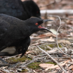 Corcorax melanorhamphos (White-winged Chough) at Higgins Woodland - 29 Feb 2024 by Trevor