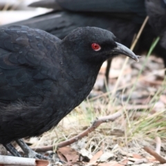 Corcorax melanorhamphos at Higgins Woodland - 29 Feb 2024 09:51 AM