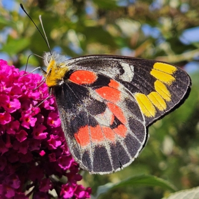 Delias harpalyce (Imperial Jezebel) at QPRC LGA - 2 Mar 2024 by MatthewFrawley