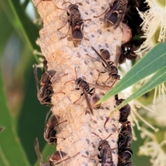 Unidentified Social or paper-nest wasp (Vespidae, Polistinae or Vespinae) at West Wodonga, VIC - 24 Feb 2024 by KylieWaldon