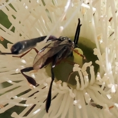 Unidentified Flower wasp (Scoliidae or Tiphiidae) at Wodonga - 24 Feb 2024 by KylieWaldon