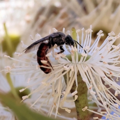 Unidentified Flower wasp (Scoliidae or Tiphiidae) at West Wodonga, VIC - 24 Feb 2024 by KylieWaldon