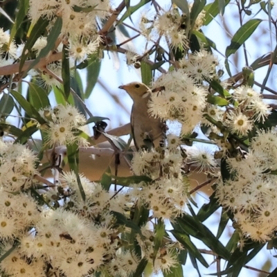 Ptilotula penicillata (White-plumed Honeyeater) at Wodonga - 24 Feb 2024 by KylieWaldon