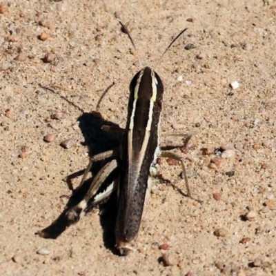 Macrotona sp. (genus) (Macrotona grasshopper) at Wodonga - 25 Feb 2024 by KylieWaldon