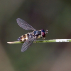 Melangyna sp. (genus) (Hover Fly) at Namadgi National Park - 28 Feb 2024 by KorinneM