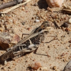 Gastrimargus musicus (Yellow-winged Locust or Grasshopper) at Federation Hill - 24 Feb 2024 by KylieWaldon