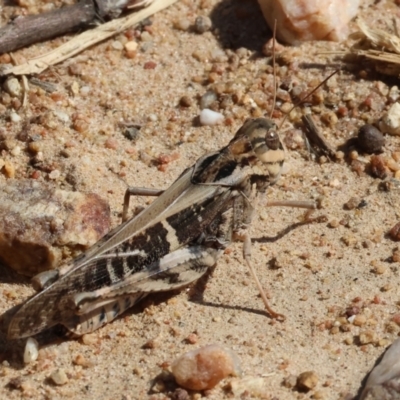 Gastrimargus musicus (Yellow-winged Locust or Grasshopper) at Federation Hill - 25 Feb 2024 by KylieWaldon