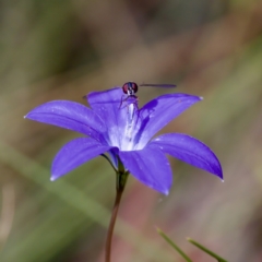 Wahlenbergia ceracea (Waxy Bluebell) at Tennent, ACT - 28 Feb 2024 by KorinneM