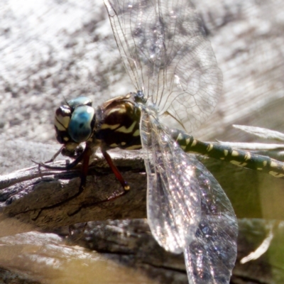 Austroaeschna parvistigma (Swamp Darner) at Tennent, ACT - 28 Feb 2024 by KorinneM