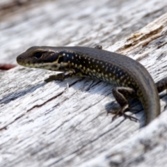 Eulamprus tympanum (Southern Water Skink) at Tennent, ACT - 28 Feb 2024 by KorinneM