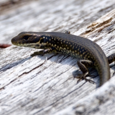 Eulamprus tympanum (Southern Water Skink) at Tennent, ACT - 28 Feb 2024 by KorinneM