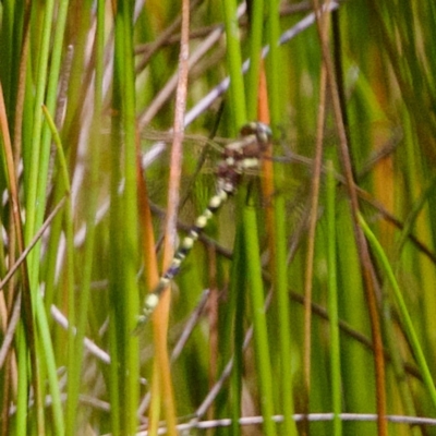 Synthemis eustalacta (Swamp Tigertail) at Tennent, ACT - 28 Feb 2024 by KorinneM