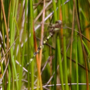 Synthemis eustalacta at Namadgi National Park - 28 Feb 2024