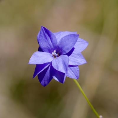Wahlenbergia sp. (Bluebell) at Tennent, ACT - 28 Feb 2024 by KorinneM