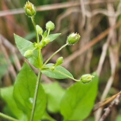 Stellaria media (Common Chickweed) at The Pinnacle - 2 Mar 2024 by sangio7