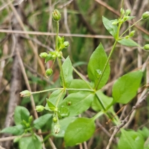 Stellaria media at The Pinnacle - 2 Mar 2024 09:30 AM