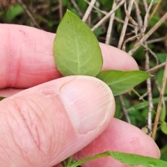 Stellaria media at The Pinnacle - 2 Mar 2024