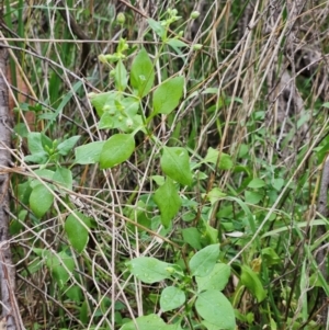 Stellaria media at The Pinnacle - 2 Mar 2024