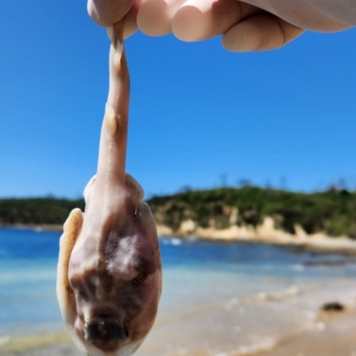 Unidentified Shark / Ray at Malua Bay, NSW - 3 Mar 2024 by NathanaelC