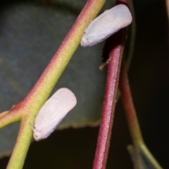 Anzora unicolor (Grey Planthopper) at Hawker, ACT - 28 Feb 2024 by AlisonMilton