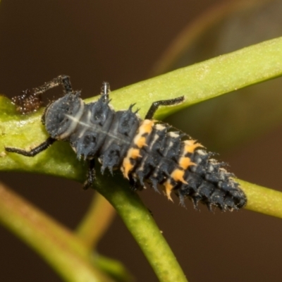 Harmonia conformis (Common Spotted Ladybird) at Hawker, ACT - 28 Feb 2024 by AlisonMilton