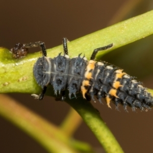 Harmonia conformis at Hawker, ACT - 28 Feb 2024