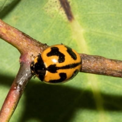 Coccinella transversalis (Transverse Ladybird) at Hawker, ACT - 28 Feb 2024 by AlisonMilton