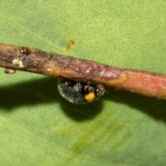 Apolinus lividigaster (Yellow Shouldered Ladybird) at The Pinnacle - 27 Feb 2024 by AlisonMilton