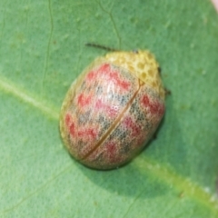 Paropsis obsoleta (Leaf beetle) at The Pinnacle - 27 Feb 2024 by AlisonMilton