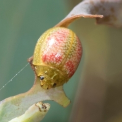 Paropsisterna fastidiosa (Eucalyptus leaf beetle) at Hawker, ACT - 27 Feb 2024 by AlisonMilton