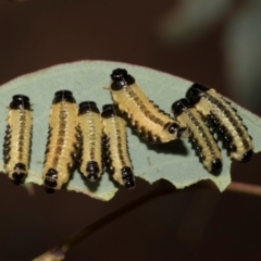 Paropsis atomaria (Eucalyptus leaf beetle) at The Pinnacle - 27 Feb 2024 by AlisonMilton