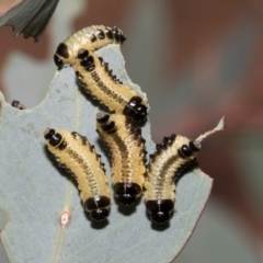 Paropsis atomaria at The Pinnacle - 28 Feb 2024