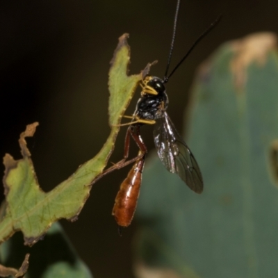 Dusona sp. (genus) (A Campopleginae Parasitic Wasp) at Hawker, ACT - 27 Feb 2024 by AlisonMilton