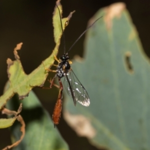 Dusona sp. (genus) at The Pinnacle - 28 Feb 2024