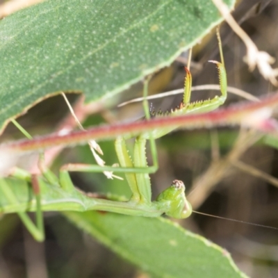 Pseudomantis albofimbriata (False garden mantis) at Hawker, ACT - 27 Feb 2024 by AlisonMilton