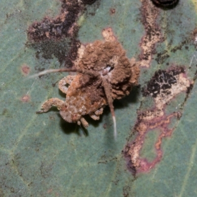 Fulgoroidea sp. (superfamily) (Unidentified fulgoroid planthopper) at Hawker, ACT - 27 Feb 2024 by AlisonMilton