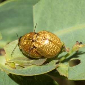 Paropsisterna cloelia at The Pinnacle - 28 Feb 2024