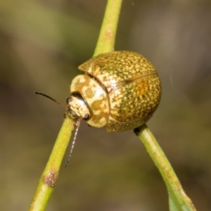 Paropsisterna cloelia at The Pinnacle - 28 Feb 2024