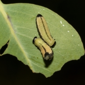 Paropsisterna cloelia at The Pinnacle - 28 Feb 2024 10:28 AM